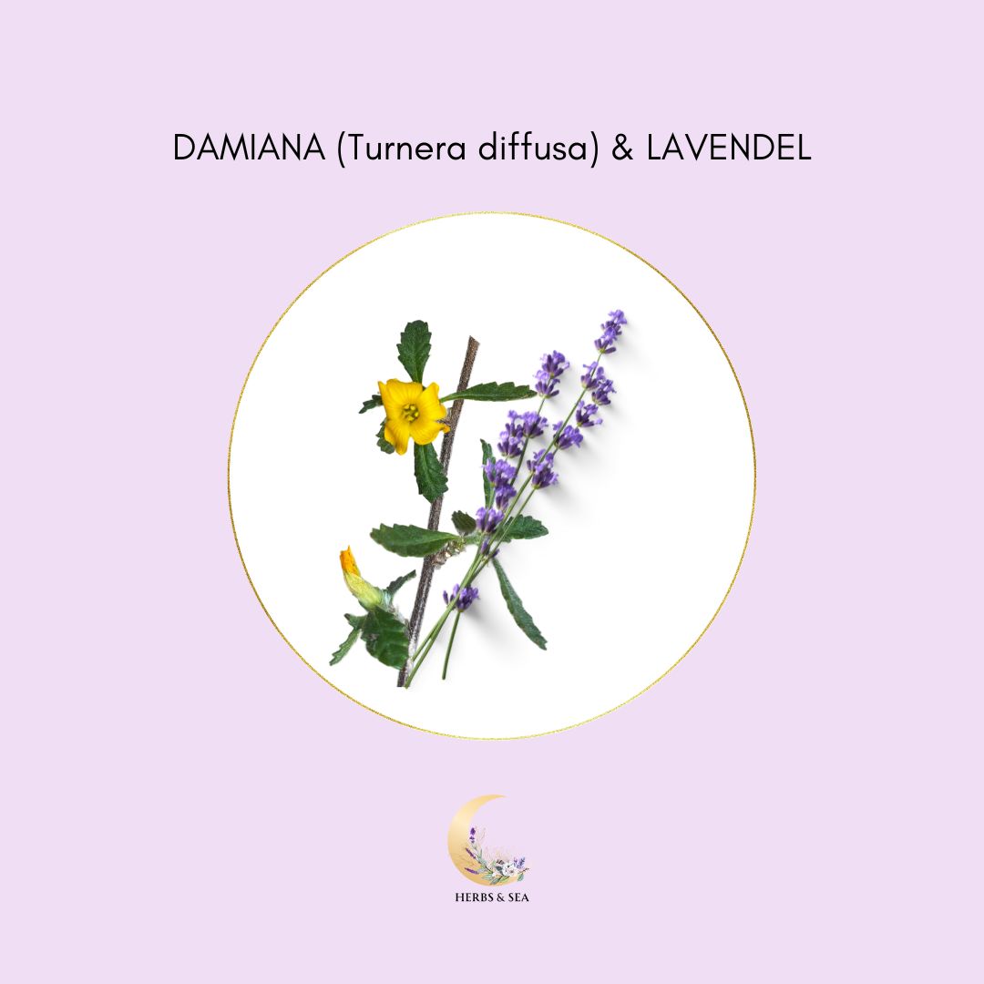 Chá de Damiana com Lavanda / Turnera diffusa / Orgânico Lavanda / Afrodisíaco / 100 % Natural